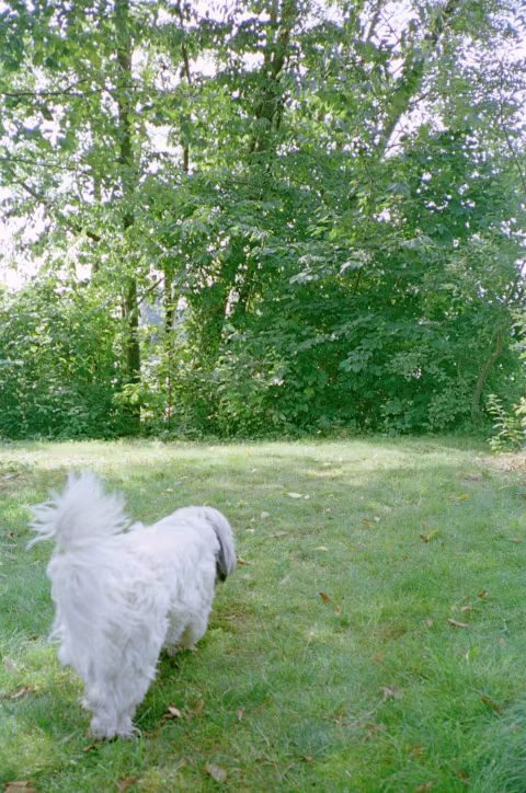Cinema Shorts 250D under-exposed by 1 stop (shot as ISO 400 film) with Yashica T2. Processed in C-41.