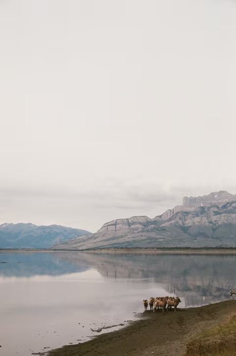 Bighorn sheep, near Jasper.
