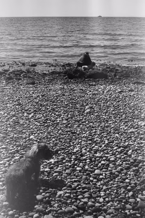 Film Ferrania P30 with Yashica T5. Porpoise Bay Park, Sunshine Coast.