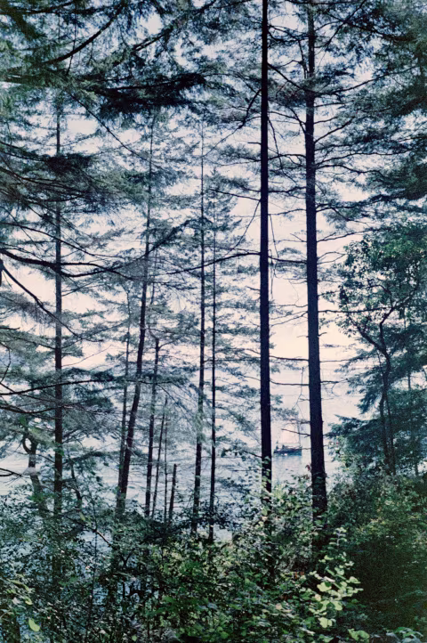 Lomography Lomochrome Color’92 with Voigtländer Vitessa A.