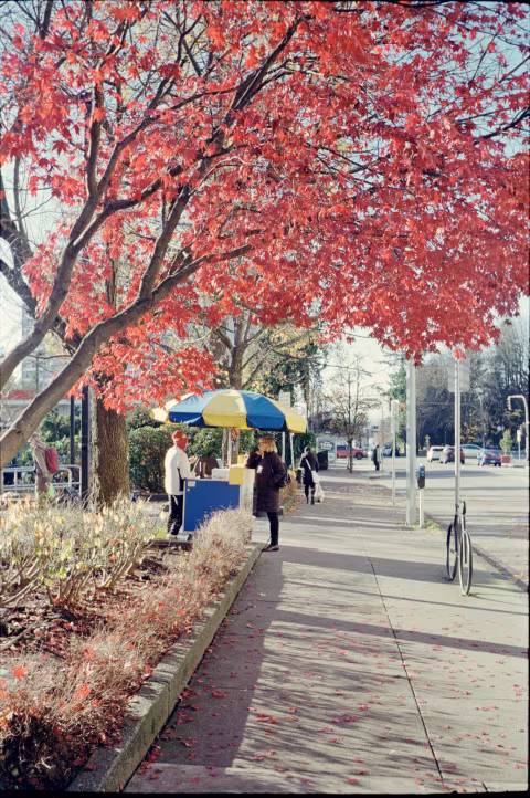 Olympus Trip 35 wtih Kodak ColorPlus.