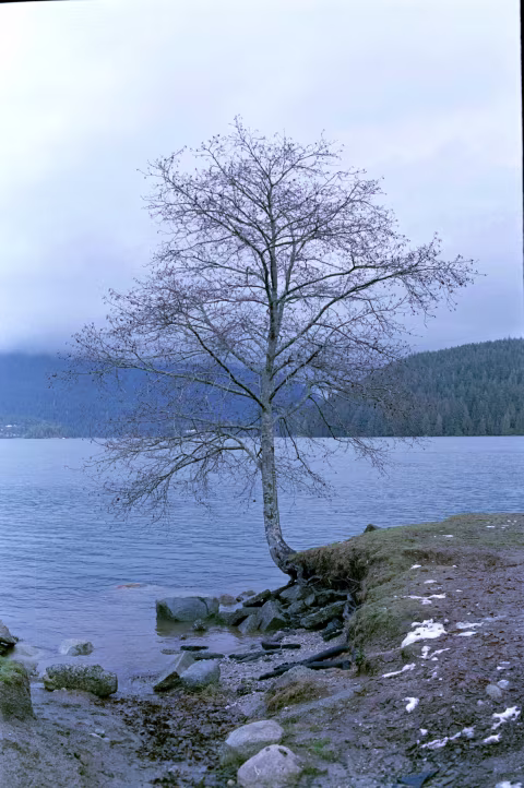 NONS 35mm 𝒇2.4 EF-mount manual lens with Fujifilm Superia X-Tra 400 . Note that the tips of the tree’s branches have a purple hue in actuality and thus what you see here isn’t all chromatic aberration.