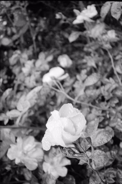 Agent Shadow shot and develooped at box speed in Ilford DD-X.