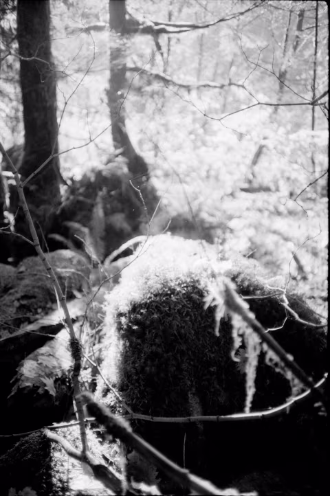 Mamiya U with Ilford Delta 100 (with fill-flash).