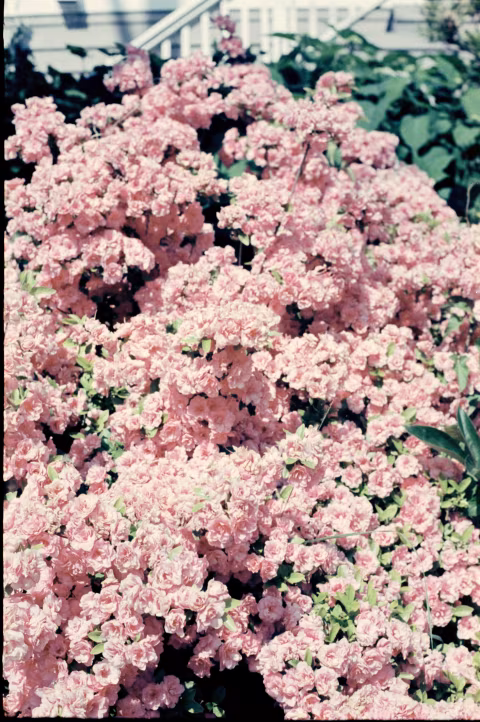 Kodak Ektar with Kodak Retina IIa.