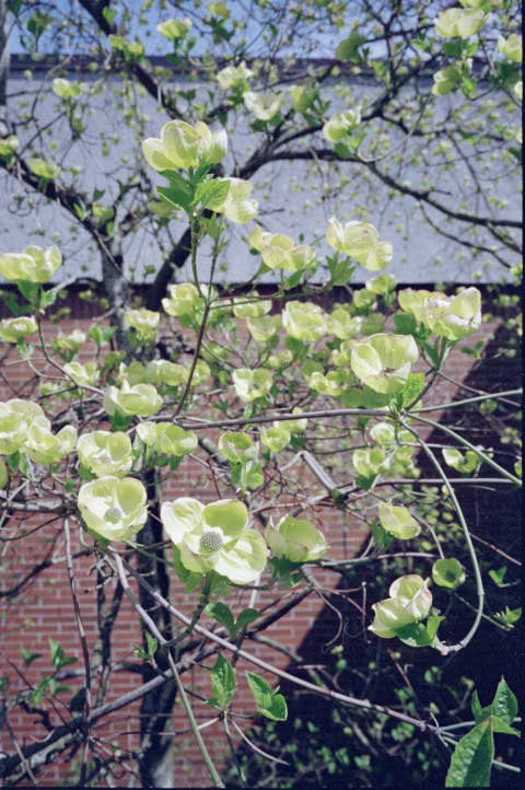Adox Color Mission with Minolta TC-1.