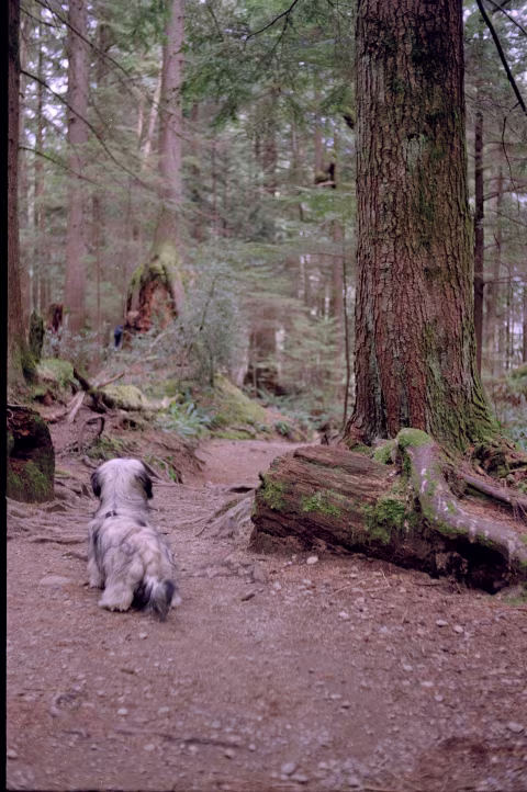 Vitomatic I with 𝒇2.8 Color-Skopar on Kodak Gold.