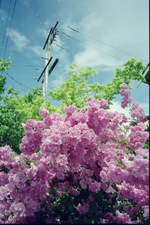 CineStill 400D with Minolta TC-1. No colour correction applied.