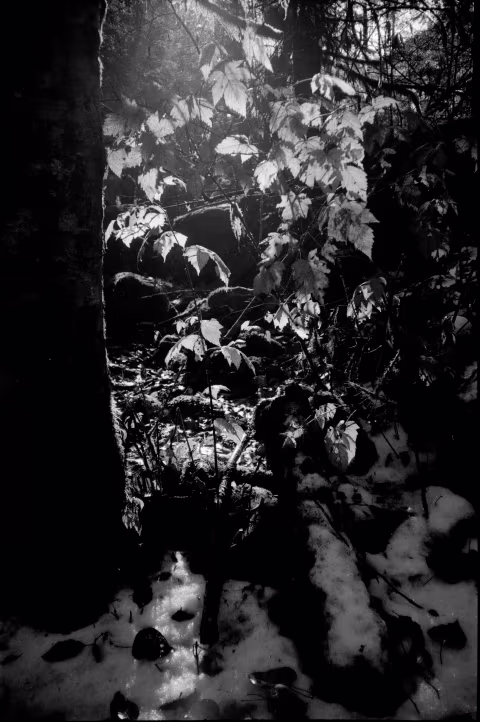 Mamiya U with Ilford Delta 100.