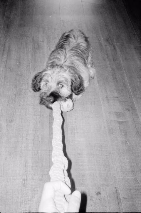 Agent Shadow shot and develooped at box speed in Ilford DD-X.