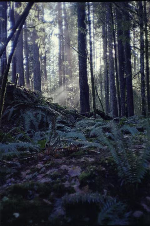 Nikon L35AD2 with Kodak Gold. The glow and the soft “smudges” that you see in the areas with specular highlights at the top of this image is caused by coma distortions. It appears prominently in low-light situations when the camera is forced to use a wide aperture (with the flash turned off).