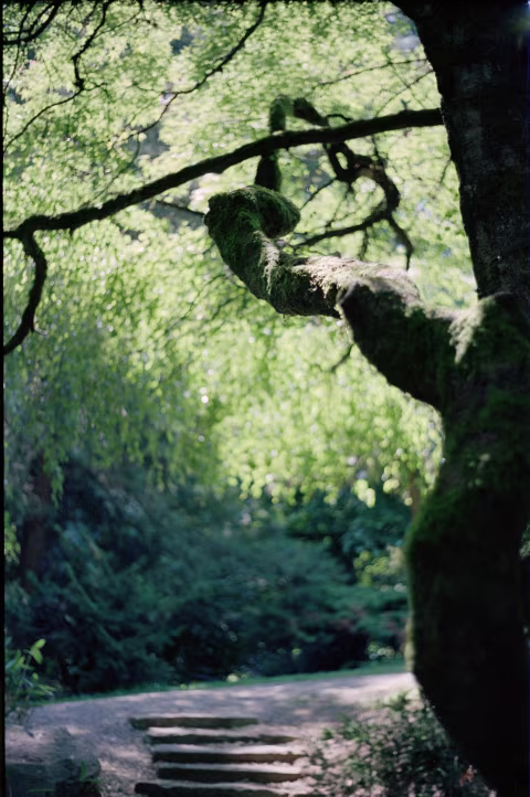 Kodak Reitna IIIC bokeh with Kodak Ektar 100.