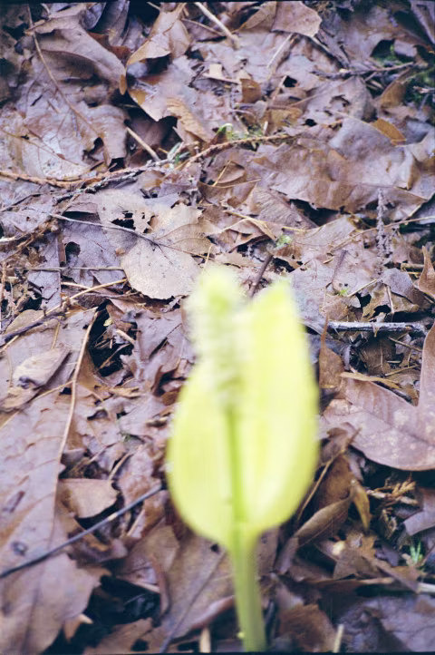 I was hoping to get a close-up photo of this skunk cabbage plant. Unfortunately, the camera missed the focus — even though it indicated that it would be able to get an image for me at the time with a solid green light.