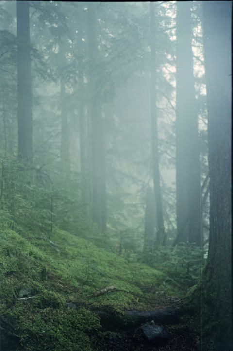 Kyocera T-Proof (Yashica T5) with Agfa Vista 200. I used focus locking to keep the moss sharp and the foggy forest blurry.