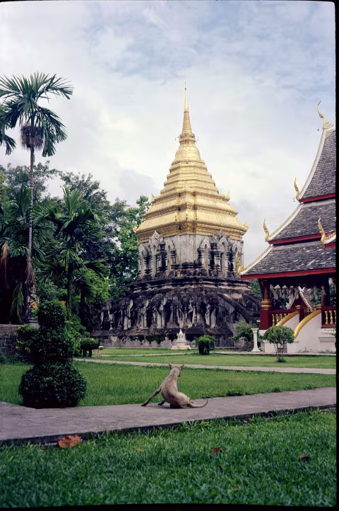 Kodak Ektar 100 with Canon QL25. Some slightly exaggerated graininess may appear due to digital sharpening and colour correction.