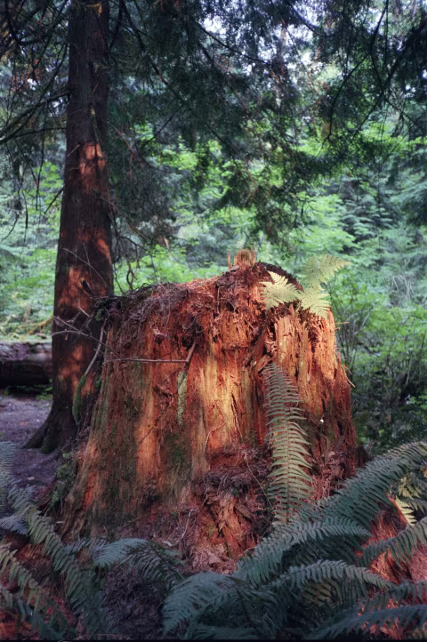 Fujifilm Industrial 400 with Chinon Bellami/Revue 35CC.