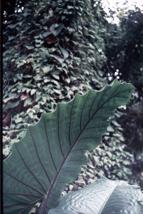 Fujichrome Velvia 100 — discontinued in the US due to environmental regulations.