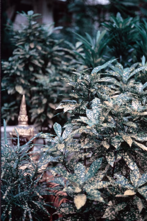 This is Fuji Velvia 100 off my dad’s FED5 that Thaislip has developed and scanned. Note the tiny sliver of a frame border on the left – isn’t that nice?
