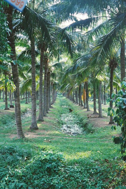 Kodak UltraMax with Canon QL25, scanned at a minilab (Chiang Mai).