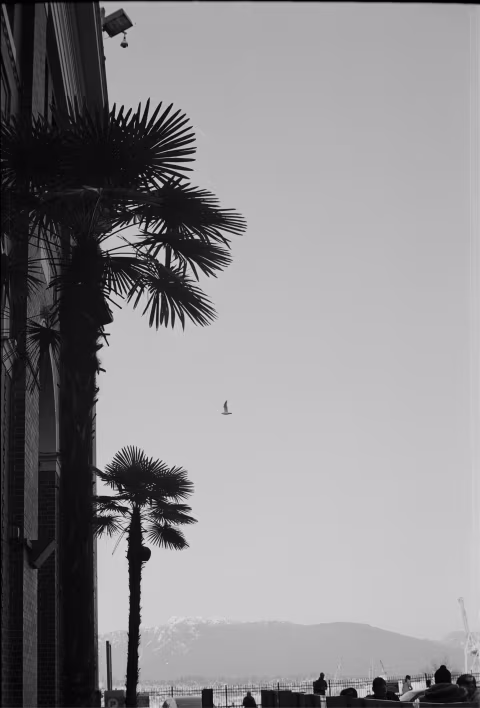 Ilford XP2 with Vitessa A.