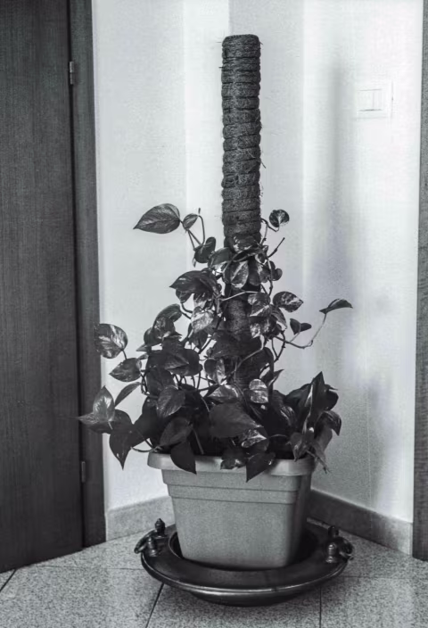 Houseplant.