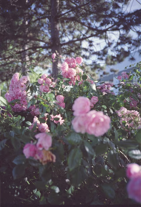 Olympus XA bokeh with expired Kodak Portra 400UC.