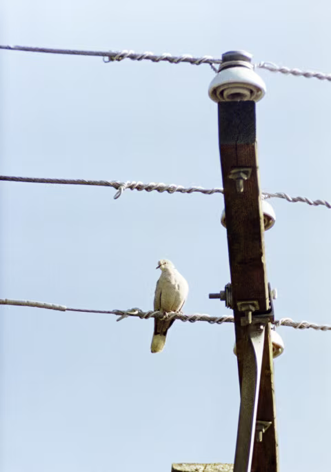 Olympus PEN FV with the 250mm 1:5 E.Zuiko-T and Lomo 800. Scanned with Pacific Image Prime Film XAs via VueScan, inverted with film Q (TIFF mode). Additional edits and clean-up in Photoshop.