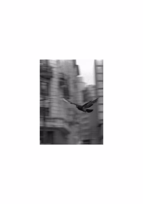 Large image.
