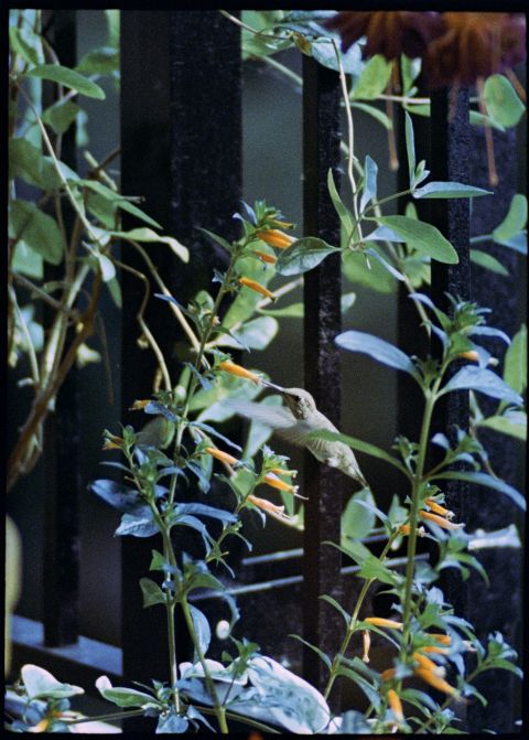 Garden hummingbird with Olympus E.Zuiko-T 250mm and Kodak Portra 800.