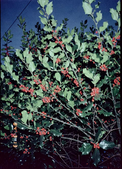 Missed focus. Kodak Aerocolor IV with Konica AA-35 (Hexanon 𝒇4 24mm) with the flash on.