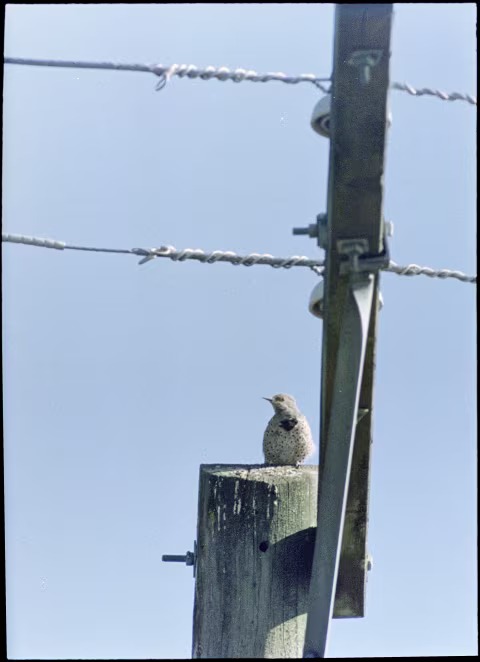 Olympus E.Zuiko-T 250mm and Lomo 800.