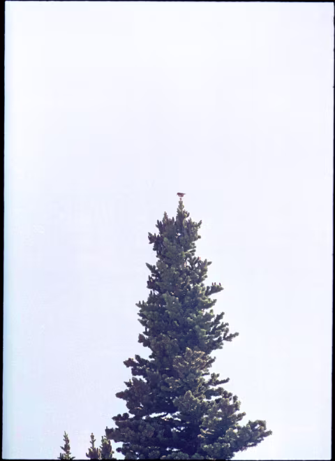 Large image.