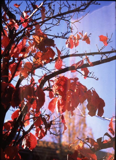 Fujichrome Velvia 50 with Olympus PEN FV.