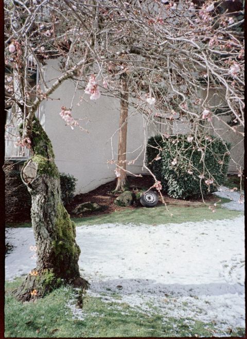 Kodak Aerocolor IV with Konica AA-35 (Hexanon 𝒇4 24mm). The closest cherry blossom flower to the camera is out of focus (foreground separation is still fairly obvious on this lens), even though I expected it to be sharp.