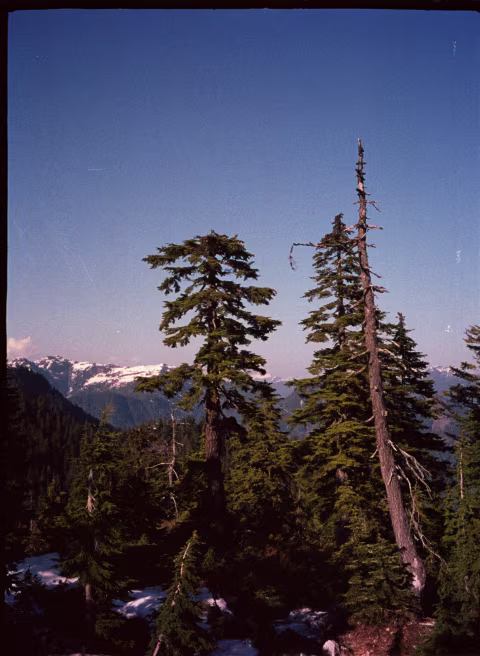 Large image.