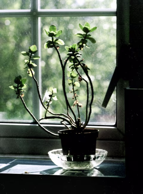 Windowsill, May 2020, taken with an Olympus PEN FV and a Zuiko 100/3.5 on Kodak Vision motion picture film, ISO 50. ECN-2 process carried out by a commercial lab.