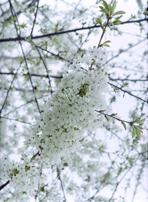 Kodak Pro Image 100 with Kyocera Samurai x3.0.