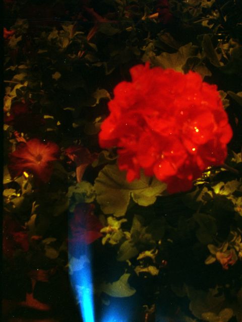 Flipped (redscale) Lomography Color Negative 400 on Diana Mini.
