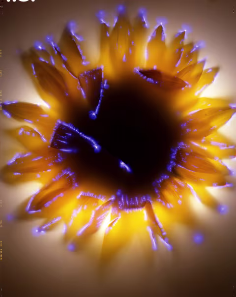 Helianthus annus.