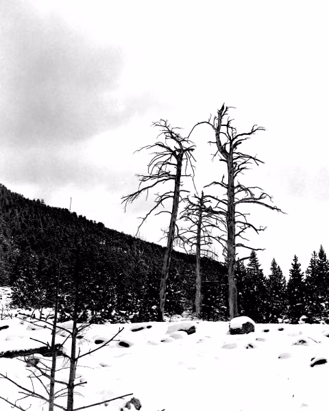 Rocky Mountain National Park, Alluvial fan. 4x5