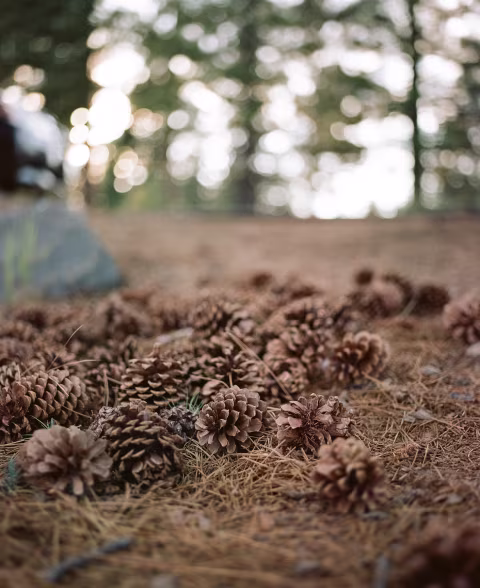 This photo was made with Pentax 67II on Fuji 160NS.
