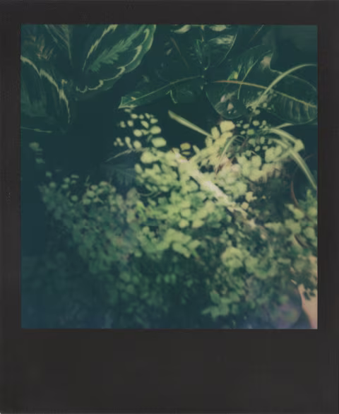 Polaroid I-Type black frame with Polaroid Now; taken in close-up mode. As you can see, there’s some blurring/bokeh on the leaves further away from the lens.