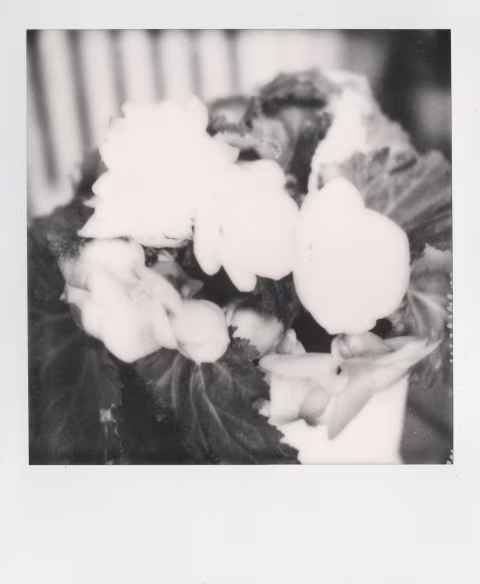 Shooting the previous Polarod B&W 600 film chemistry in Polaroid SX-70 would cause severe overexposures (the flowers are not visible/too bright).