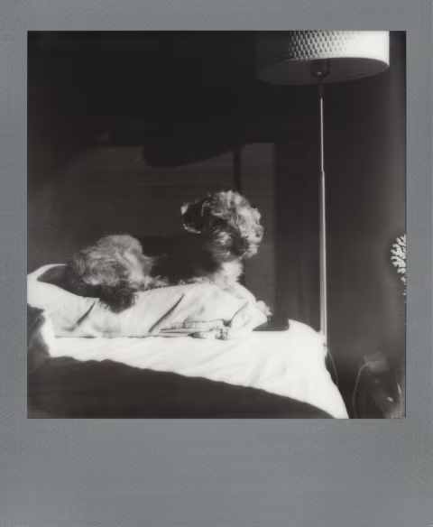 Polaroid B&W 600, shot in an unmodified SX-70.