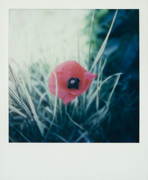 A poppy captured with an SX-70 Sonar camera.