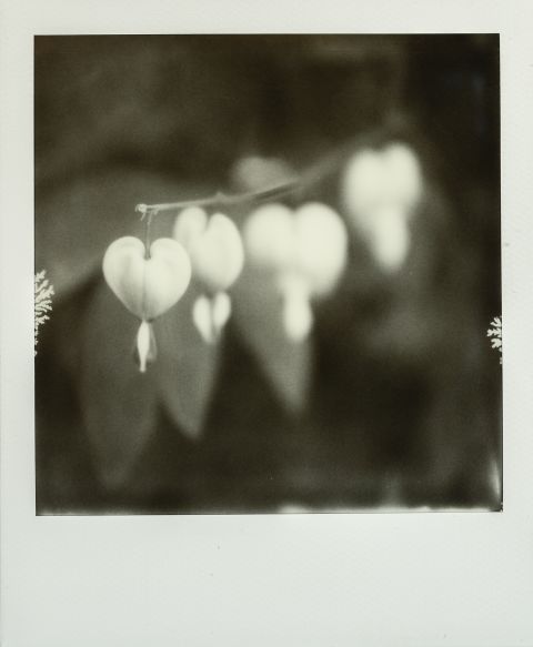 Bleeding Heart, captured with a MiNT SLR670-X camera. Limited Edition copies of this Polaroid are available exclusively on FilmBase.