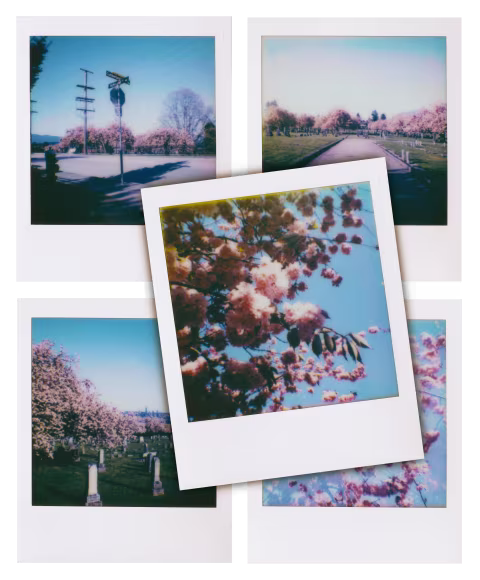 More cherry blossoms with Polaroid Go.