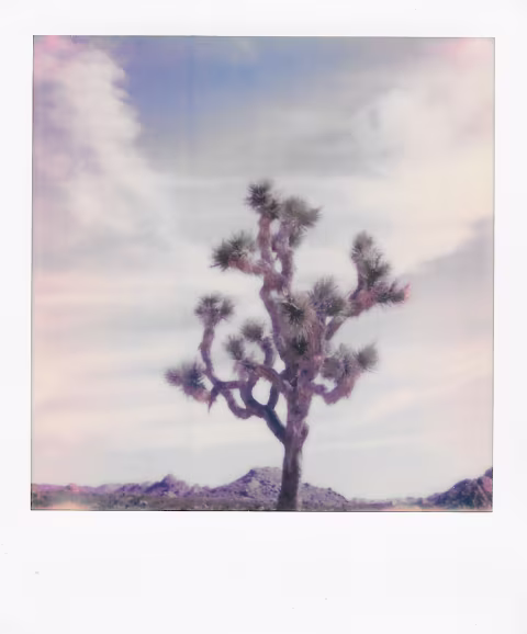 Joshua Tree National Park, California. Taken with a Polaroid 600 Camera and Polaroid Originals 600 Film
