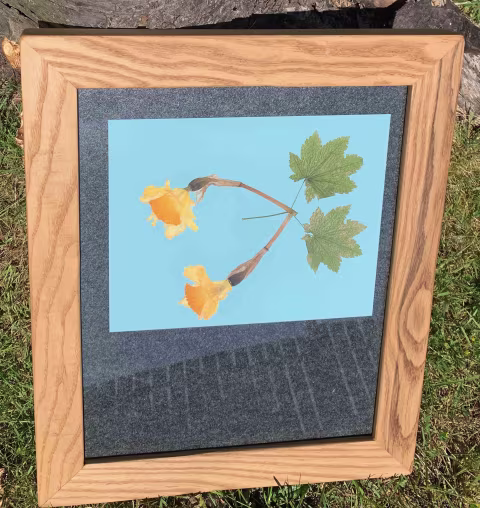 Assembled picture frame with photo paper facing the garden flowers being exposed to direct sunlight.