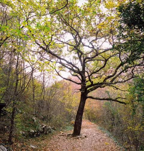 Paklenica national park, Croatia. Shot on Fuji Provia 100 with Kiev 60.